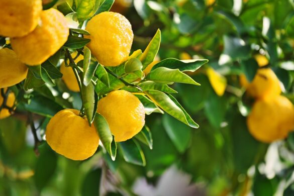 Yuzu et usages en cuisine