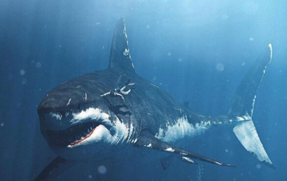 Un plongeur avec un mégalodon