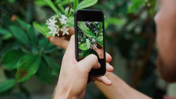 application-gratuite-reconnaitre-plantes