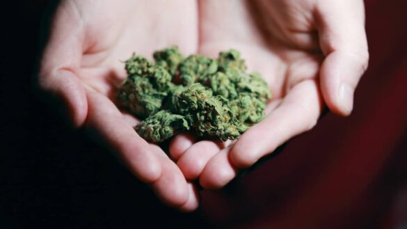 Vérifier la qualité du CBD