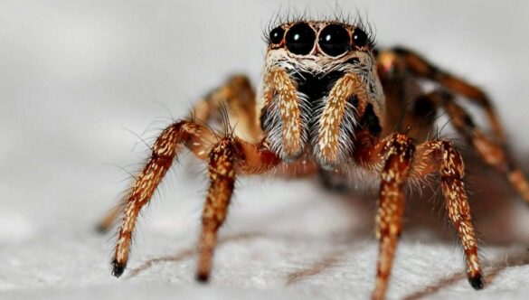 C'est quoi qui attire les araignées ?