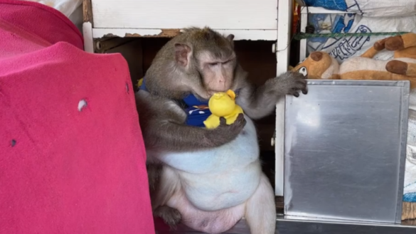 Comment avoir son singe NFT ?