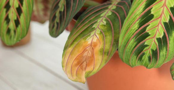 Comment faire quand mon Mac plante ?