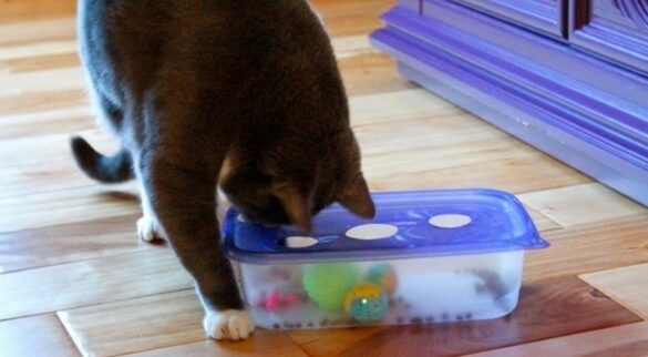 Comment faire un quizz Soi-même ?