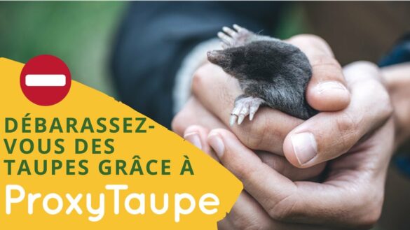 Comment se débarrasser de Google Lens ?