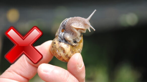 Est-ce que les cookies sont dangereux ?