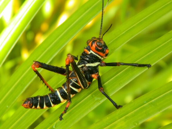 Est-ce qu'une sauterelle peut voler ?