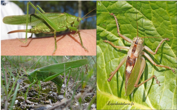 Pourquoi des sauterelles entrent dans les maisons ?