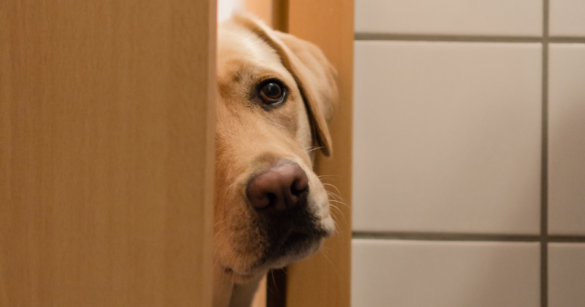 Pourquoi il me bloque partout ?