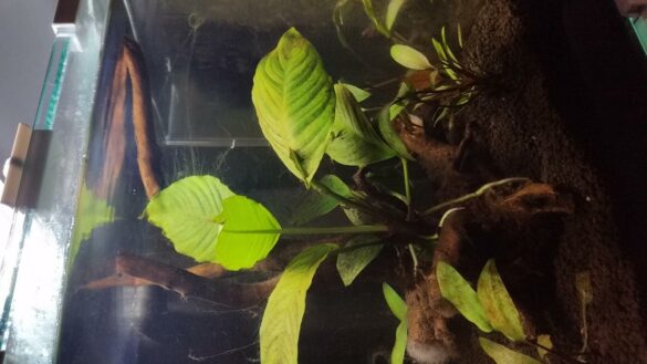 Pourquoi mon WhatsApp plante ?