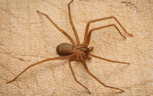 Quand les araignées Rentrent-elles dans les maisons ?