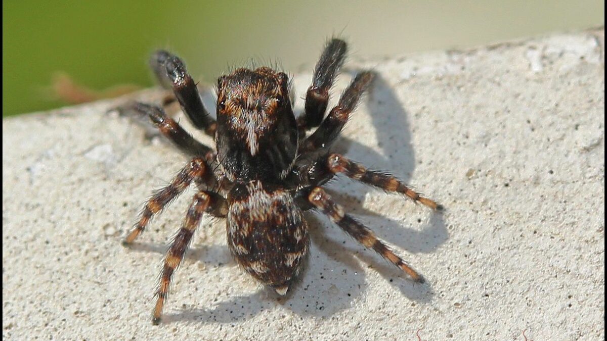 Quand s’arrête la saison des araignées ?