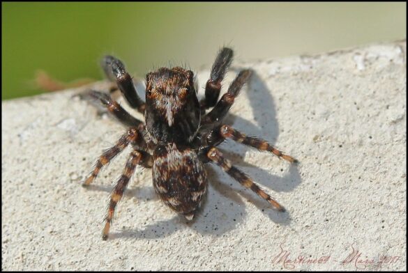 Quand s'arrête la saison des araignées ?
