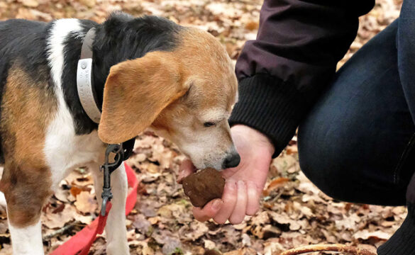 Quelle est la race de Grogu ?
