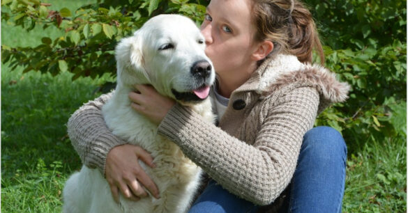 Quelle race de chien pour la zoothérapie ?