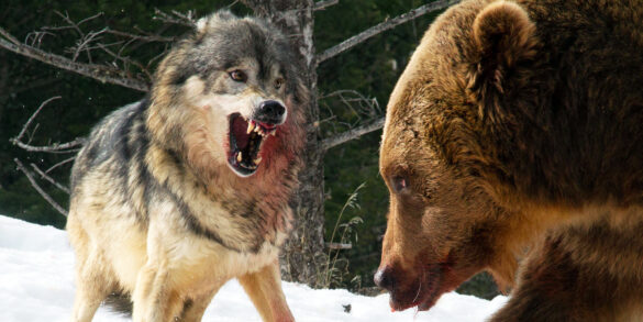 What order do I watch The Predator series in?